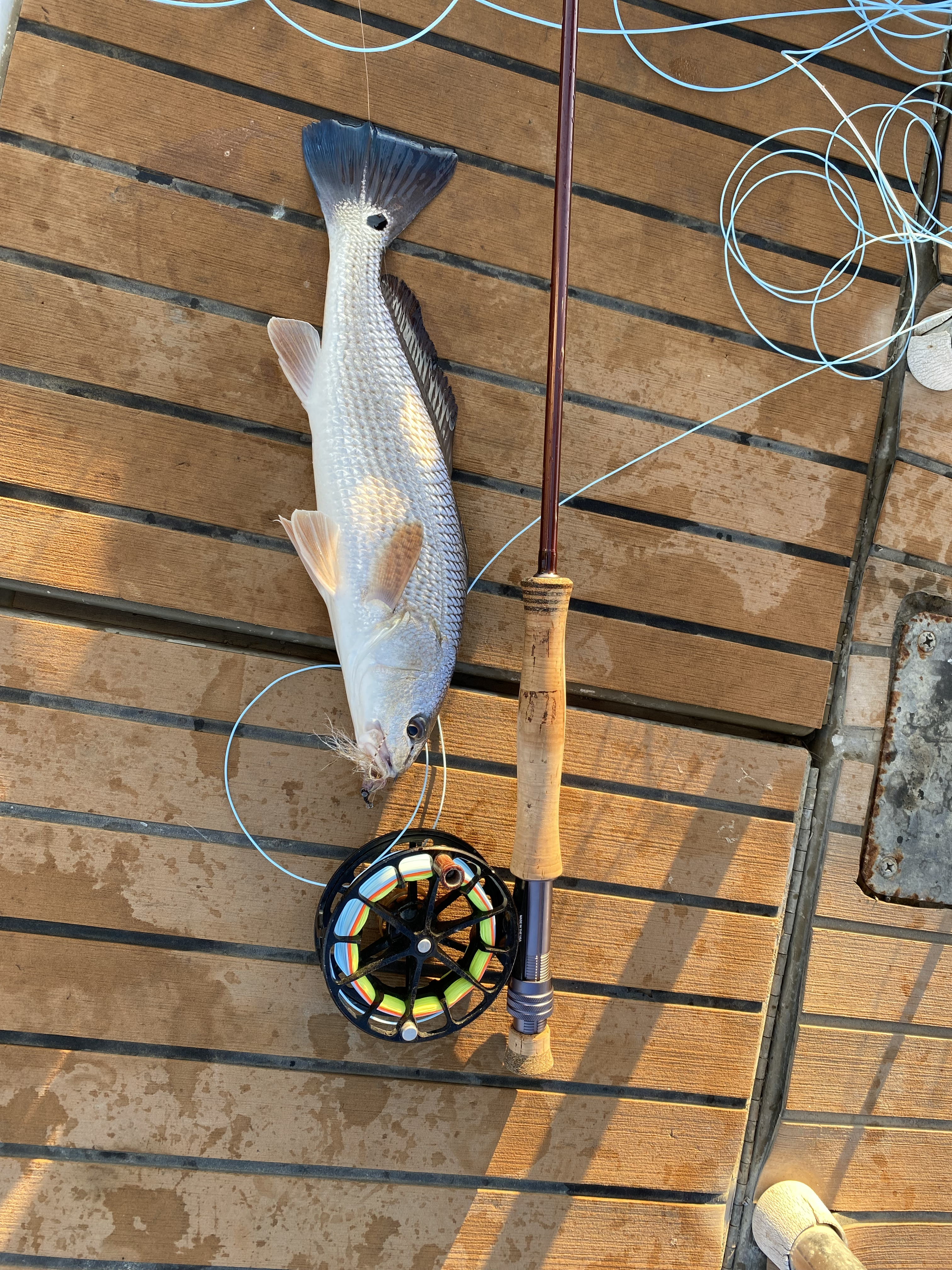 Redfish Caught On Fly Fishing Gear Off Of The Coast Of Charleston